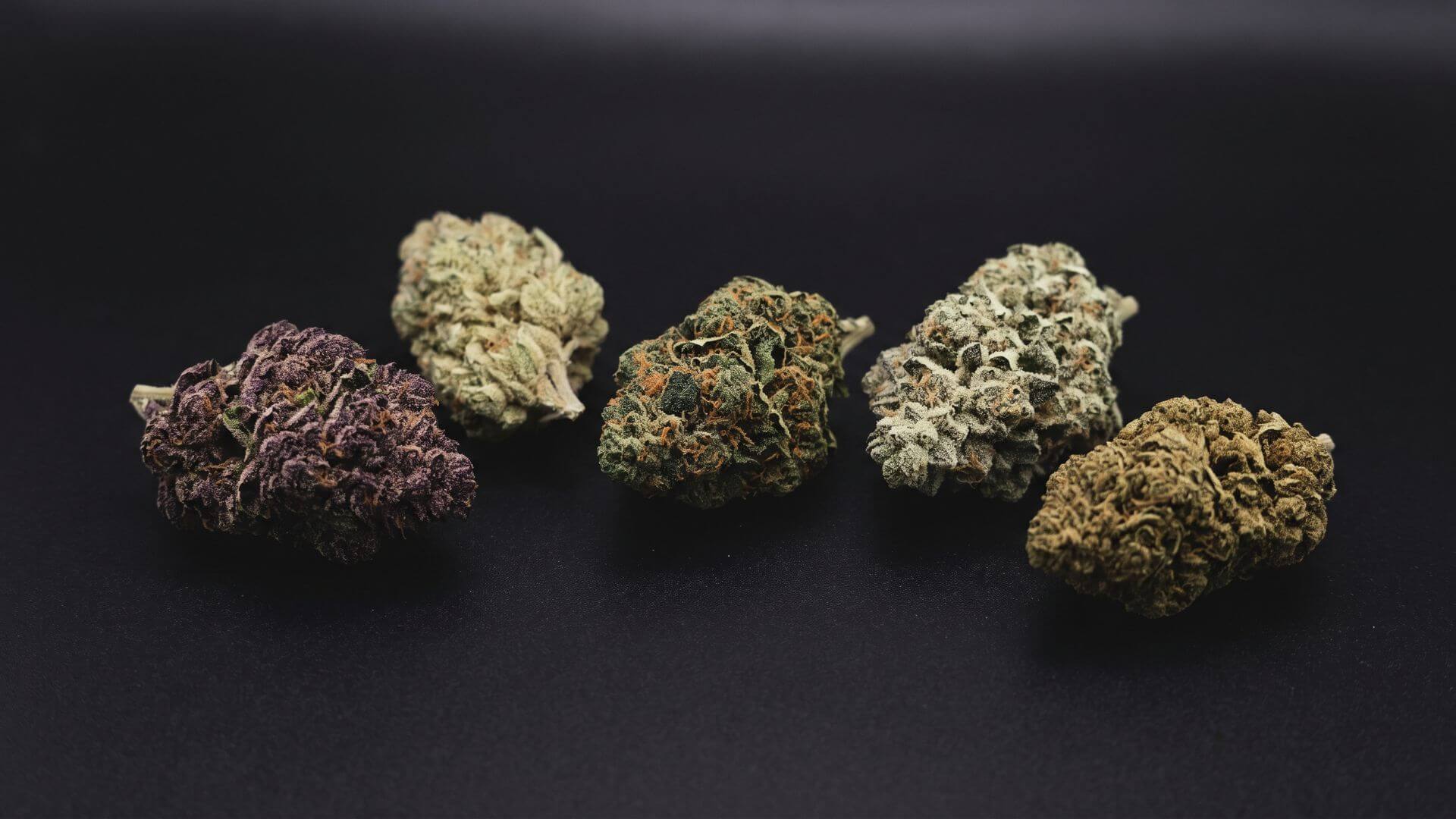 Cinq variétés de fleurs CBD AAAA+ premium posées sur une surface sombre
