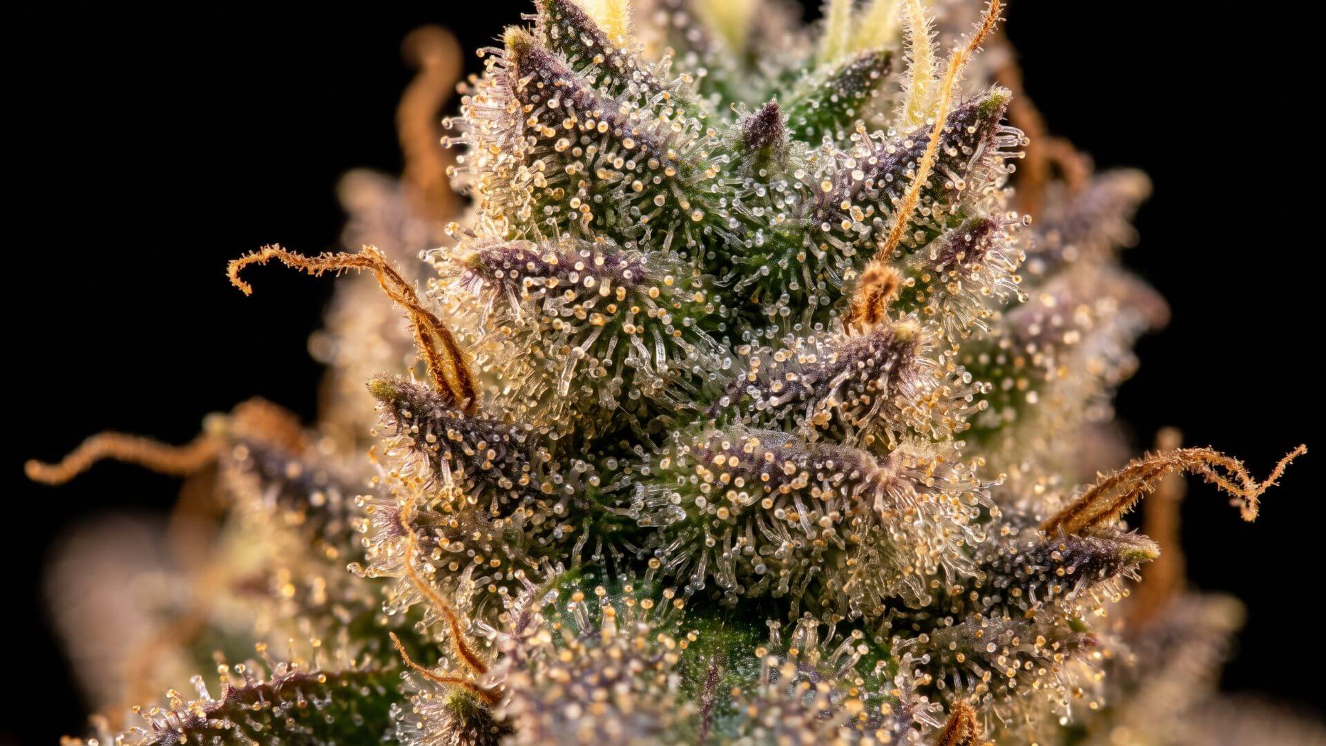 Macro close-up de trichomes intacts sur une fleur de CBD premium