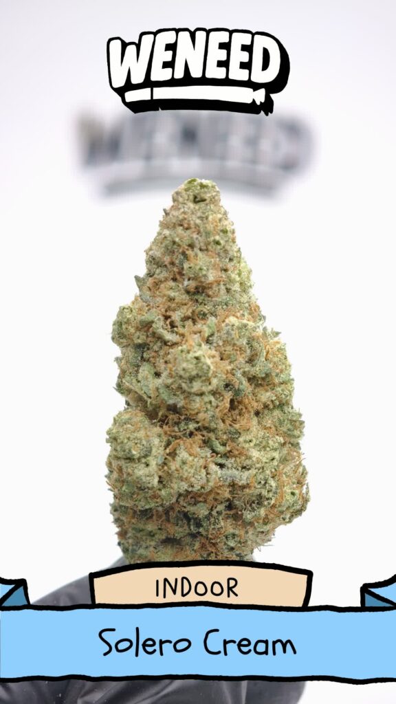 Fleur de CBD Solero Cream par WeNeed, têtes vertes lumineuses avec trichomes dorés