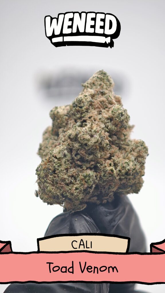 Fleur de CBD Toad Venom par WeNeed, têtes denses vert olive